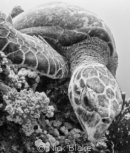 Turtle photographed at Jackson reef, Red Sea by Nick Blake 